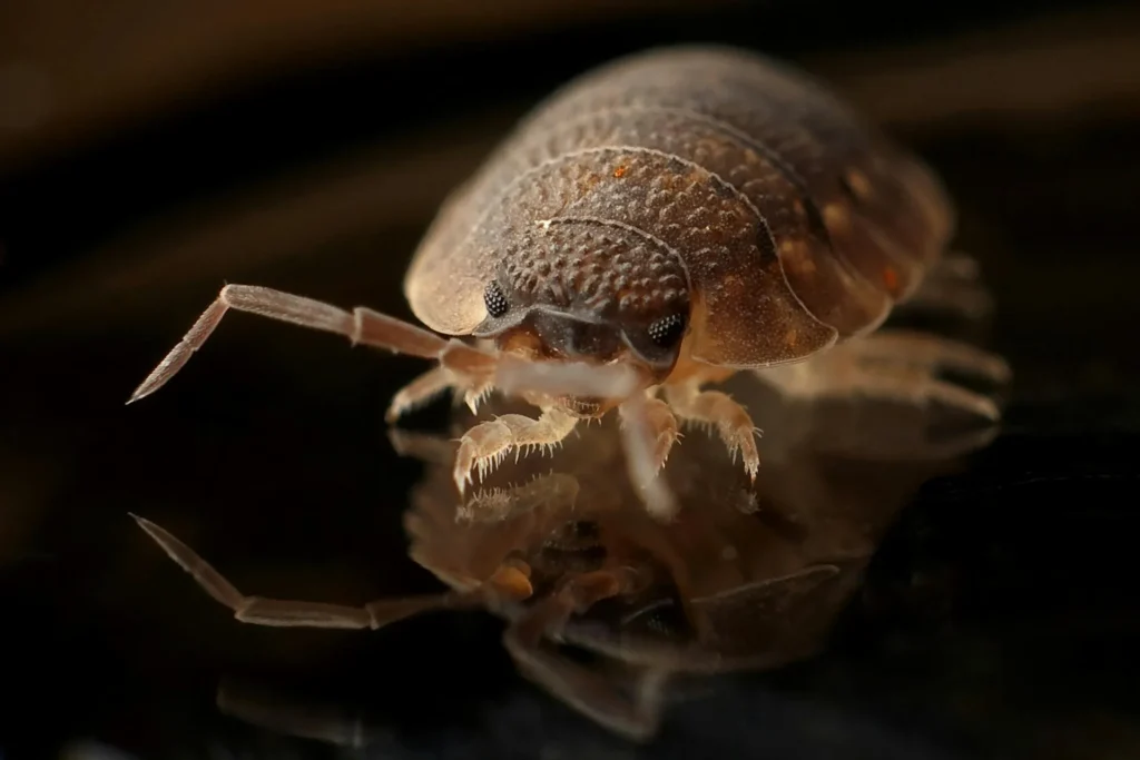 Bed-Bug-Treatment - Beaumont Best Pest Pros | Beaumont, CA | 951-596-5639